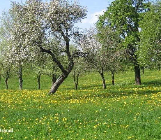 Field, Grassland, Nature, Outdoors, Pasture, Vegetation, Meadow, Grove, Tree, Woodland