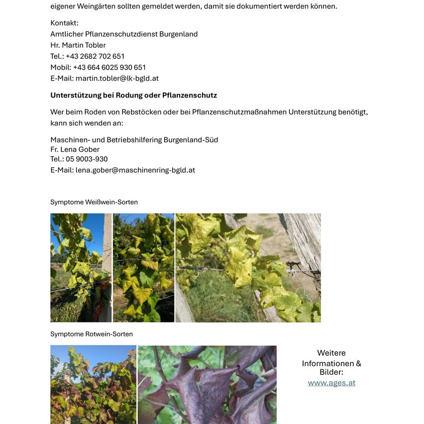 Das Dokument enthält Kontaktdaten von Martin Tobler, Amtlich Pflanzenschutzdienst Burgenland. Unterstützung beim Roden von Rebstöcken oder bei Pflanzenschutzmaßnahmen ist verfügbar. Bilder von Symptomen für Weißwein- und Rotwein-Rebsorten sind enthalten.