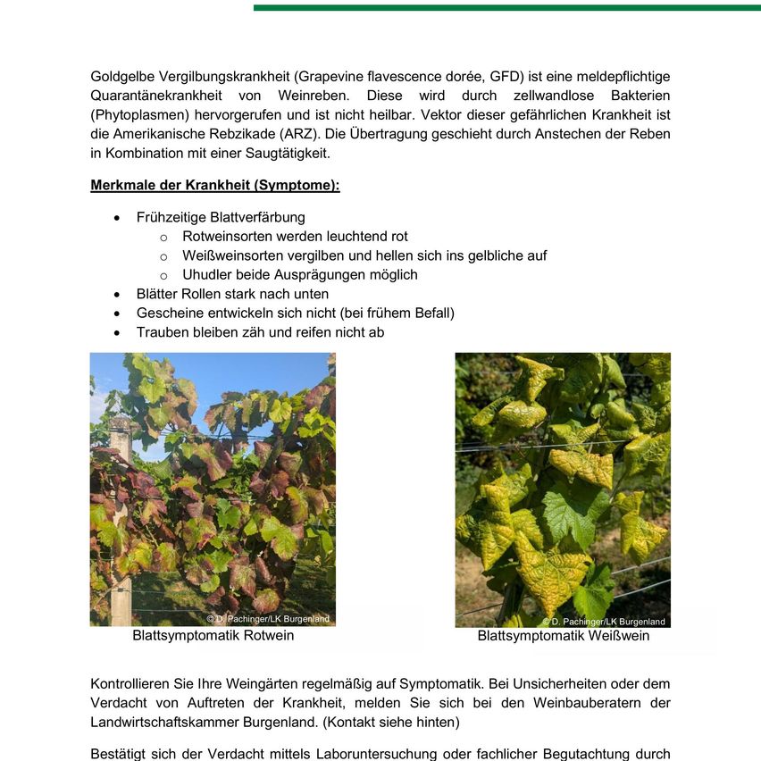 Goldgelbe Vergilbungskrankheit ist eine meldepflichtige Quarantänekrankheit von Weinreben. Übertragen durch zellwandlose Bakterien (Phytoplasmen), ist es gefährlich. Frühe Symptome sind rötliche Blattadern und Vergilbung. Die Amerikanische Reblaus (ARZ) ist der Vektor. Überwachen Sie Ihre Weinberge regelmäßig. Kontaktieren Sie Winzer in Burgenland für Hilfe.