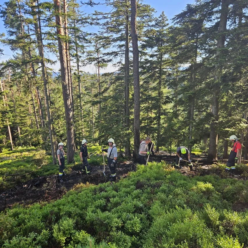 Eine Gruppe von Feuerwehrleuten in Schutzkleidung arbeitet im Wald und benutzt Schaufeln zum Graben. Sie sind von hohen Bäumen und grünen Büschen umgeben.