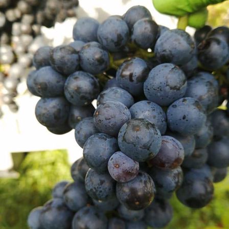 Bild enthält, Food, Fruit, Plant, Produce, Grapes, Berry, Blueberry, Outdoors, Nature