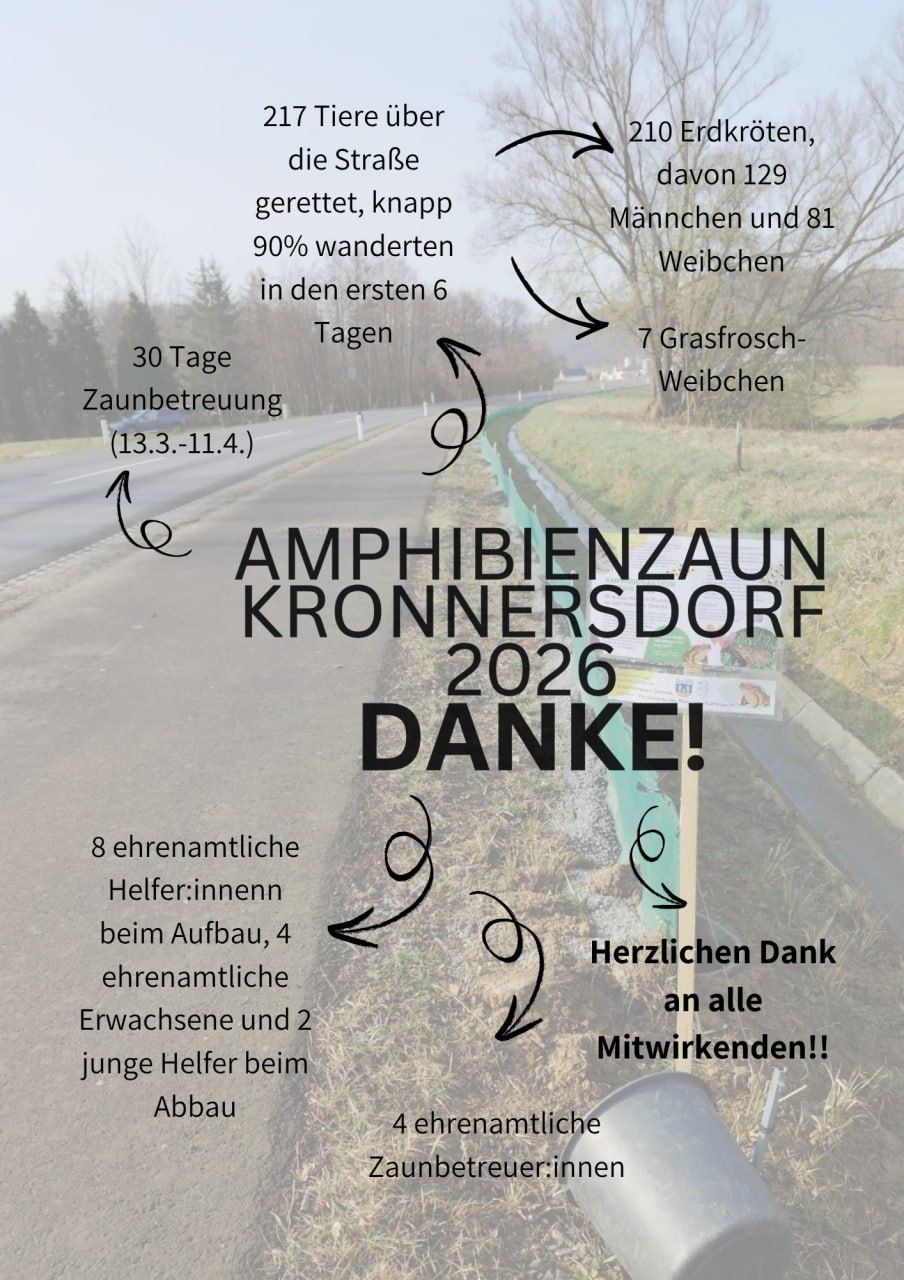 Poster for 2026 Amphibian Crossing in Kronnersdorf. 30-day operation, 90% frogs and 81% females in first 6 days. Heartfelt thanks to all contributors.