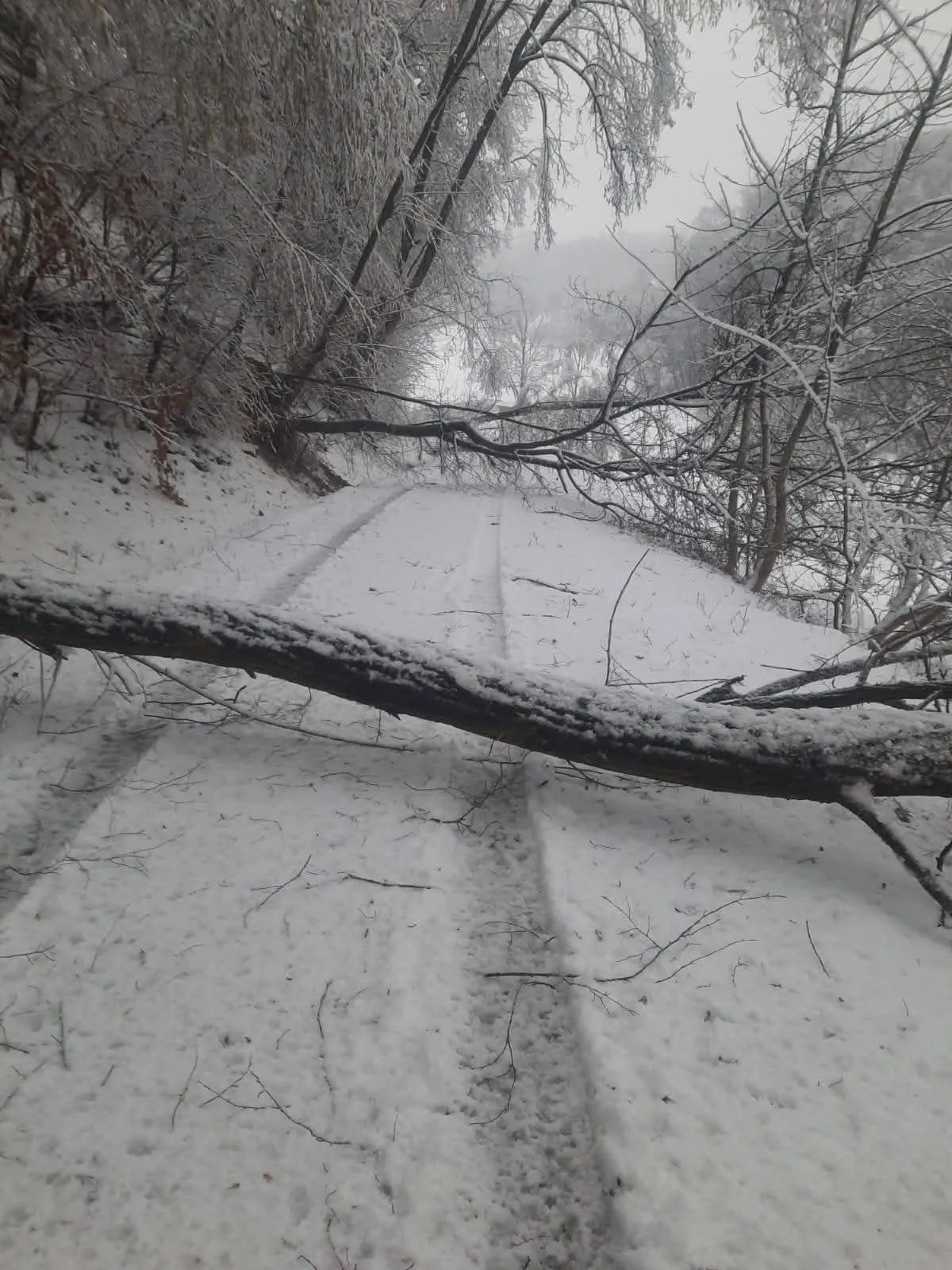 Eine schneebedeckte Straße mit Reifenspuren, übersät von einem umgestürzten Baum. Die Zweige sind in Schnee gehüllt. Bäume säumen die Seiten der Straße.