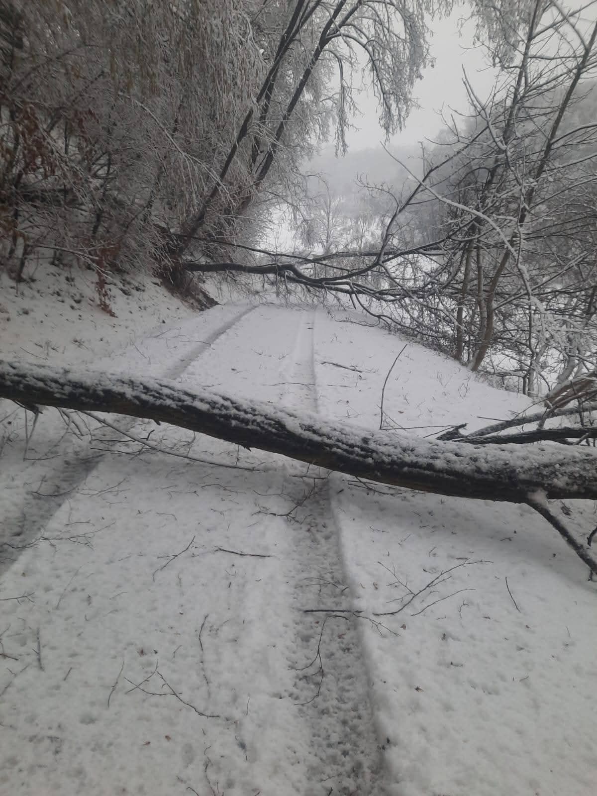 Eine schneebedeckte Straße mit Reifenspuren, übersät von einem umgestürzten Baum. Die Zweige sind in Schnee gehüllt. Bäume säumen die Seiten der Straße.