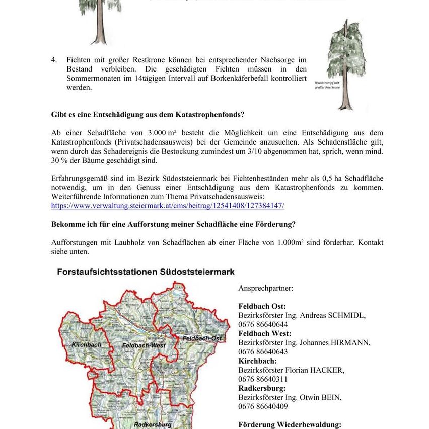 Das Bild zeigt ein Dokument, das über Fichten und Schäden durch Borkenkäfer informiert. Es wird erwähnt, dass Fichten mit größeren Kronenwurzeln bei entsprechender Pflege überleben können. Geschädigte Fichten müssen in den Sommermonaten im 14-tägigen Intervall auf Borkenkäferbefall kontrolliert werden. Das Dokument enthält auch Informationen zu Entschädigungsansprüchen und Forstbezirken in der Südoststeiermark.