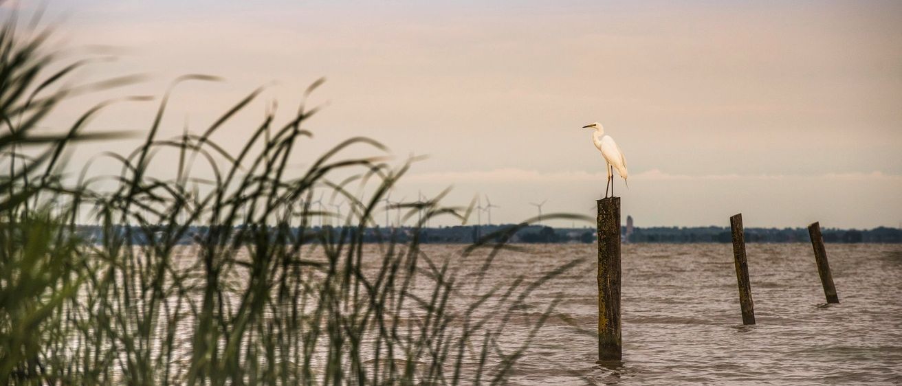 Bild enthält, Nature, Outdoors, Sky, Scenery, Bird, Waterfowl, Water, Waterfront, Land, Horizon