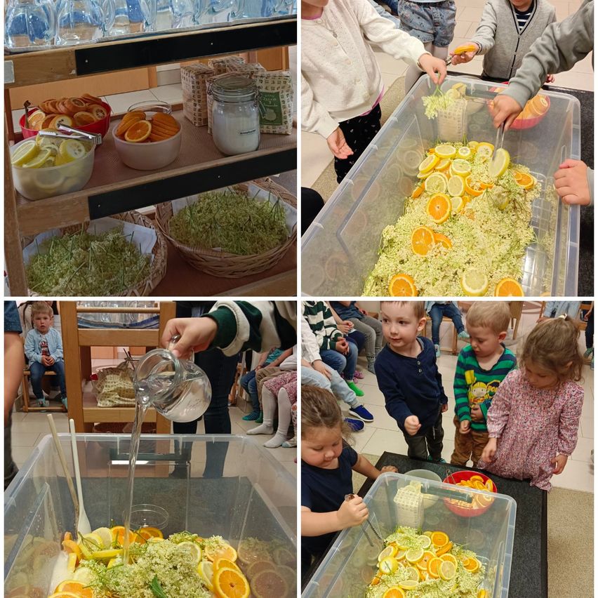 Vier Bilder von Kindern, die an einer sensorischen Aktivität mit Zitrusfrüchten beteiligt sind. Ein Bild zeigt Kinder, die Orangen aus einer Kiste pflücken. Ein weiteres Bild zeigt ein Kind, das Wasser in einen Behälter mit Zitrusscheiben gießt. Die anderen Bilder zeigen Kinder, die Zitrusscheiben halten und sie mit anderen Zutaten mischen.