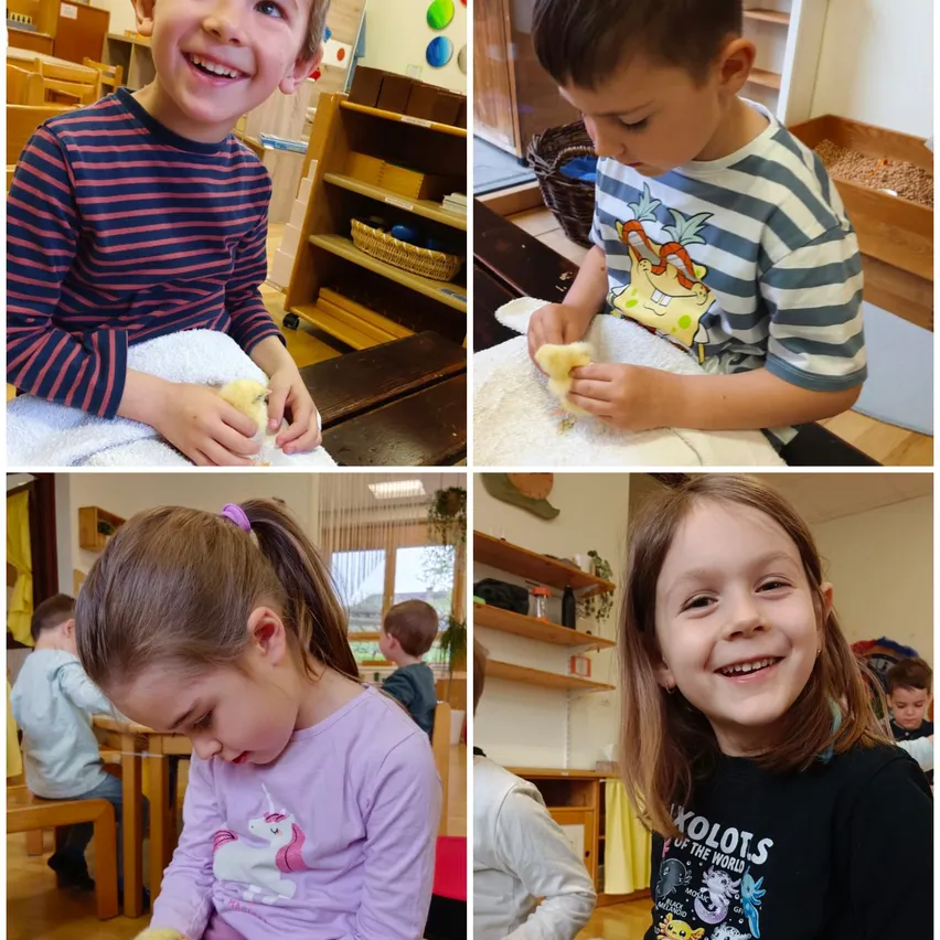 Vier Kinder sind in einem Klassenzimmer. Zwei halten Küken, eines schaut ein Küken an und eines sitzt am Tisch.