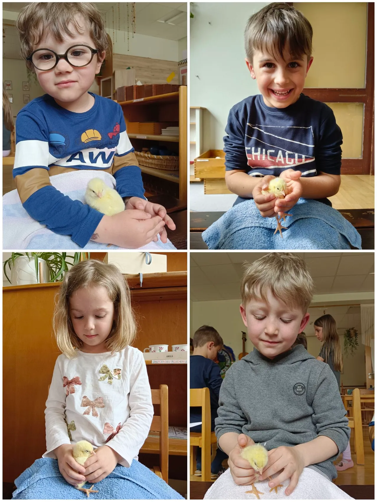 Vier Kinder sind zu sehen, jedes mit einem kleinen gelben Küken in den Händen, auf einem Holztisch und Stühlen in einem Klassenzimmer sitzend.