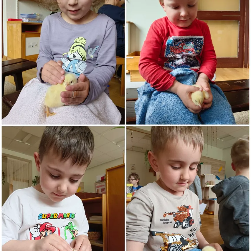 Vier Kinder in verschiedenen Umgebungen, jedes hält ein Küken. Eines auf dem Schoß, eines auf einer Bank und zwei auf dem Boden. Sie sind in einem Raum mit Holzböden und Schränken.