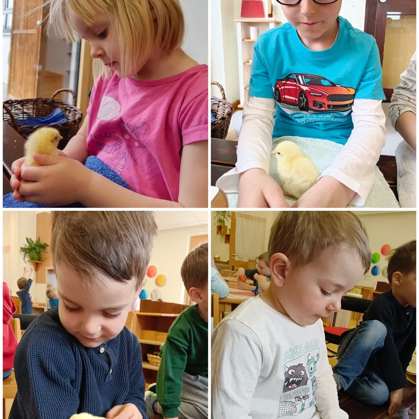 Vier Kinder, jedes mit einem Küken in der Hand, in einer Klassenzimmerumgebung mit Regalen, Körben und Dekorationen.