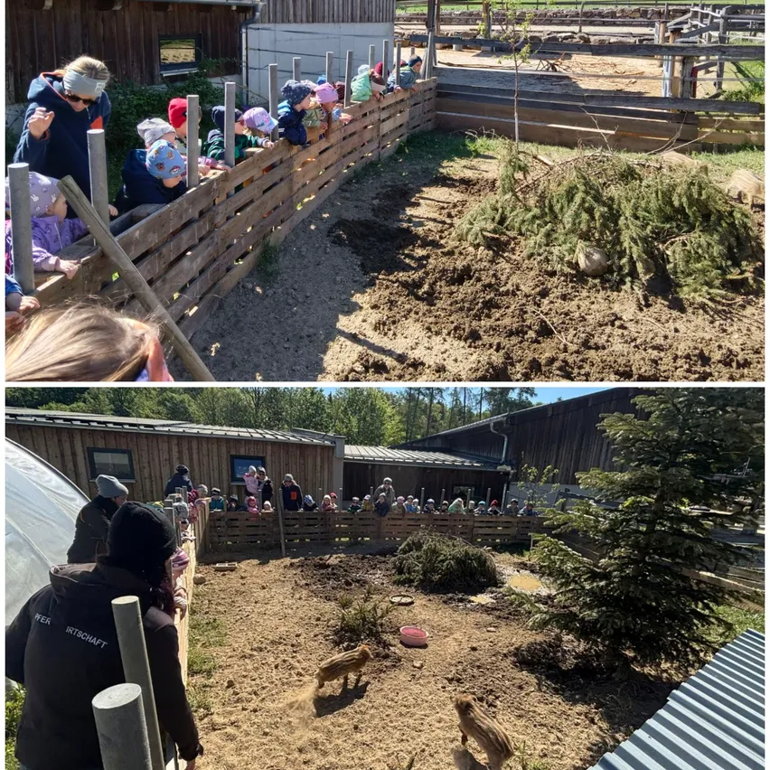 Zwei Fotos zeigen Kinder und Erwachsene, die Tiere in einem Gehege beobachten. Ein Ferkel läuft in der Erde.