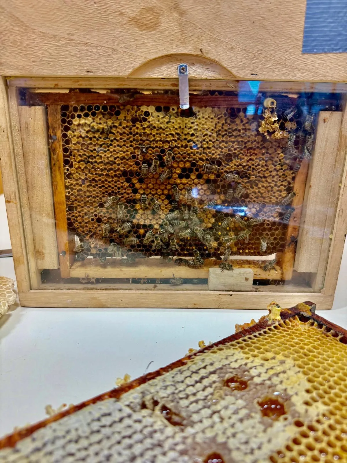 Ein hölzerner Bienenstock mit Glasscheiben, der Honigbienen auf Honigwaben zeigt. Einige Bienen sind oben, andere an den Seiten und einige im unteren Bereich.
