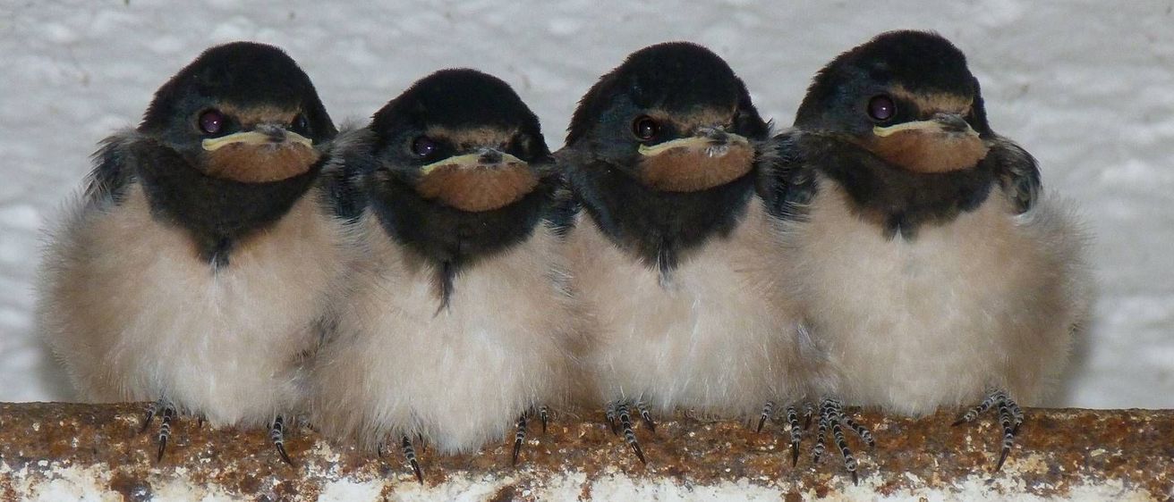 v1_migrated_image_51386495