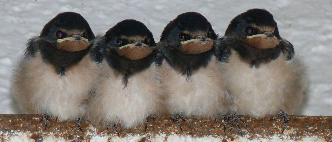 Berg und Naturwacht Leoben Ortsteil St. Peter -  Freienstein-Logo