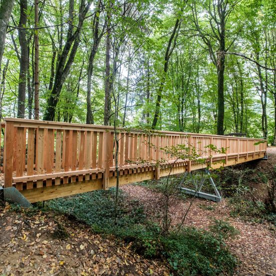 Bild enthält, Vegetation, Wood, Land, Nature, Outdoors, Tree, Woodland, Path, Trail, Grove