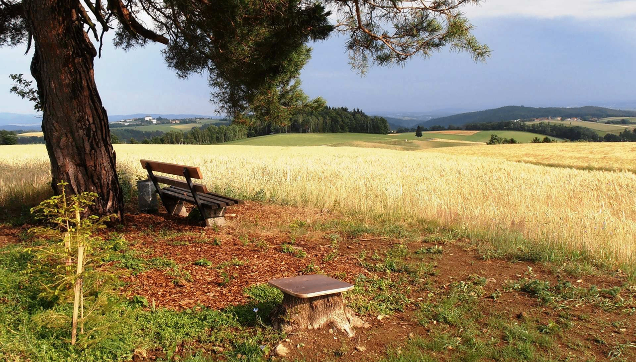 Eine Holzbank in einem Feld, im Schatten eines Baumes. Die Landschaft zeigt goldenen Weizen und entfernte Hügel unter einem klaren Himmel.