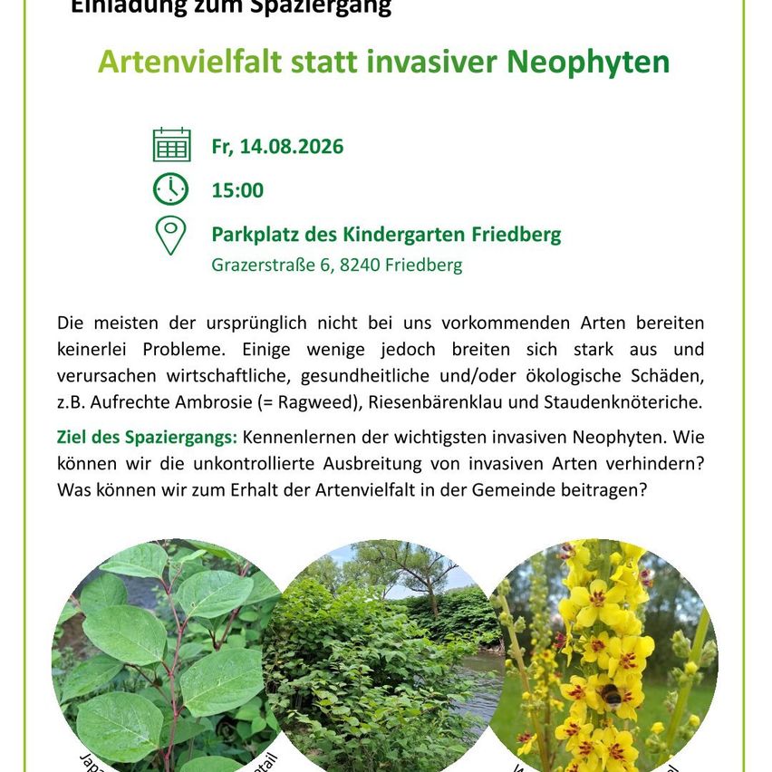 Einladung zum Spaziergang am 14.08.2026 um 15:00 Uhr am Parkplatz des Kindergartens Friedberg. Das Plakat behandelt den Artenreichtum anstelle invasiver Neophyten. Es zeigt Bilder invasiver Pflanzen und fragt, wie man deren Ausbreitung verhindern und zum Artenreichtum in der Gemeinde beitragen kann.