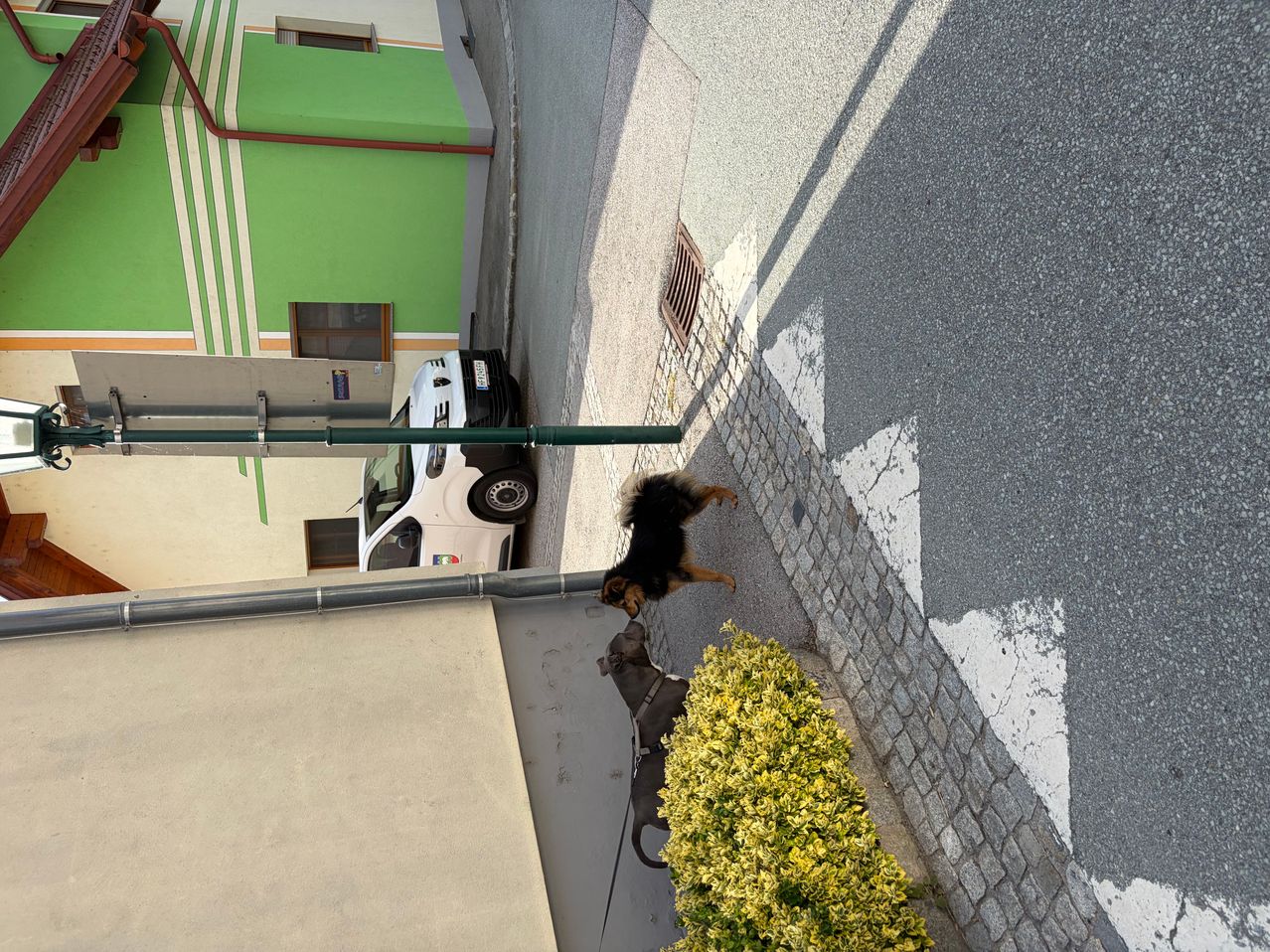 Zwei Hunde an der Leine, einer braun, einer schwarz, gehen eine Straße entlang, mit einem grünen Gebäude und einem geparkten weißen Auto in der Nähe.