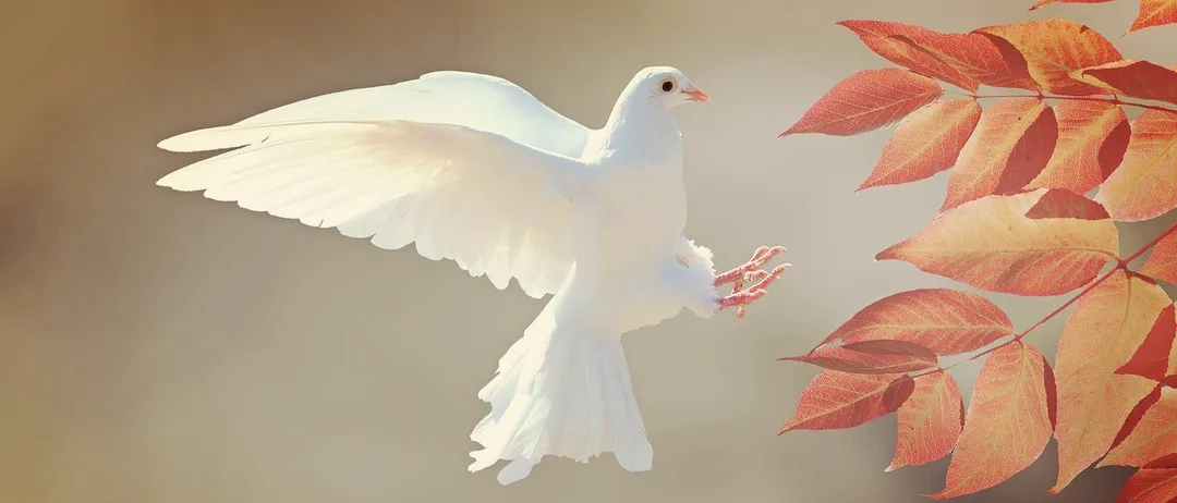Eine weiße Taube im Flug mit weit ausgebreiteten Flügeln, der Körper zum Betrachter orientiert. Die Taube hat rosa Füße und ist von Blättern umgeben.