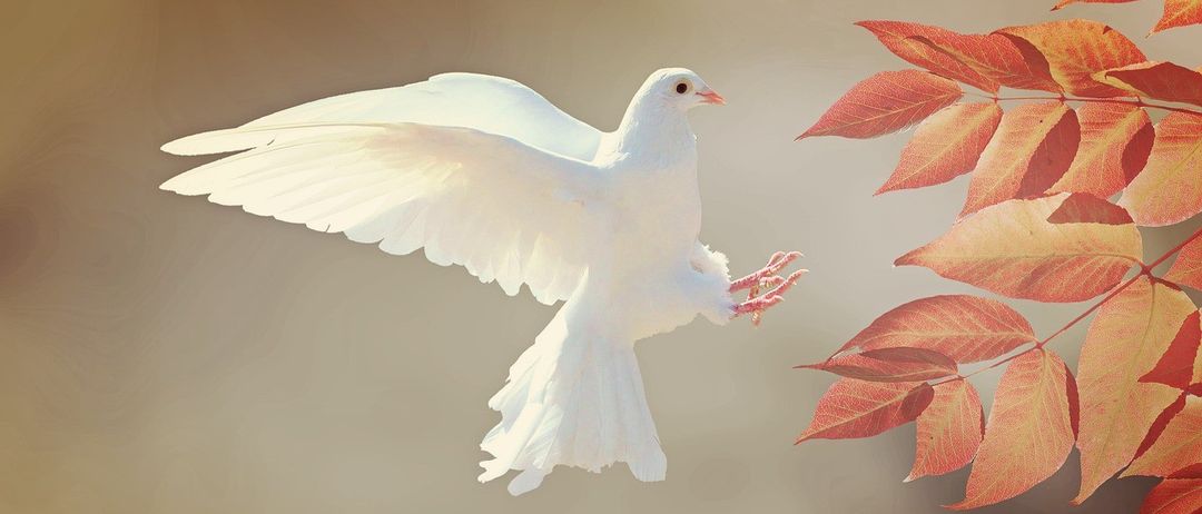Eine weiße Taube im Flug mit weit ausgebreiteten Flügeln, der Körper zum Betrachter orientiert. Die Taube hat rosa Füße und ist von Blättern umgeben.