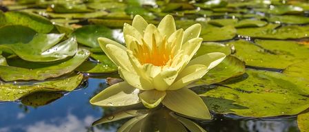 Eine leuchtend gelbe Seerose schwimmt in einem Teich, umgeben von Wassertropfen und großen grünen Seerosenblättern. Die Reflexion der Seerose und des Himmels ist auf der Wasseroberfläche sichtbar.