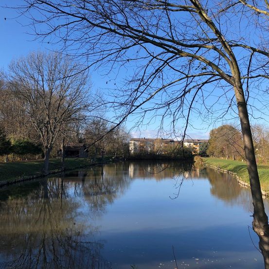 Nature, Outdoors, Pond, Water, Canal, Scenery, Tree, Land, Vegetation, Tree Trunk