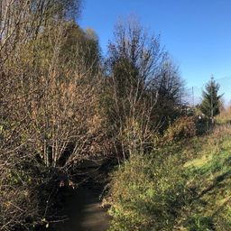 Vegetation, Ditch, Outdoors, Tree, Land, Nature, Woodland, Scenery, Fir, Water