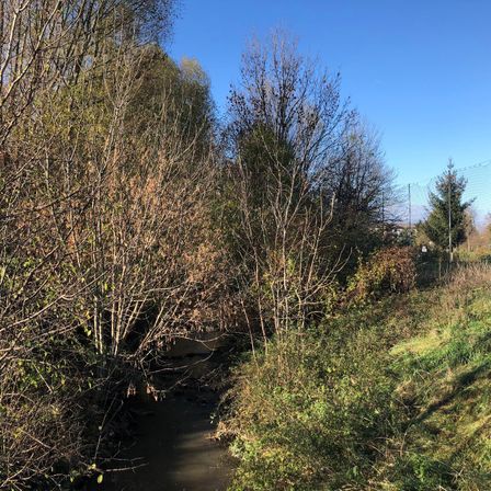 Bild enthält, Vegetation, Ditch, Outdoors, Tree, Land, Nature, Woodland, Scenery, Fir, Water