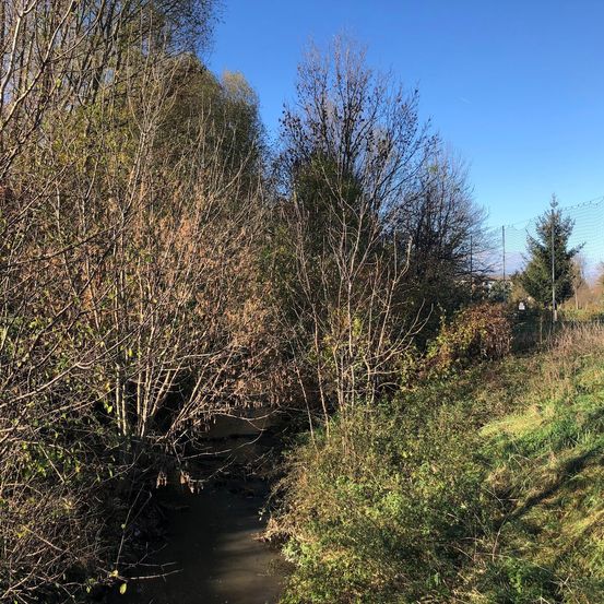 Vegetation, Ditch, Outdoors, Tree, Land, Nature, Woodland, Scenery, Fir, Water