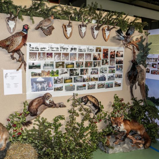 Animal, Bird, Dog, Pet, Antelope, Wildlife, Indoors, Bear, Person, Kangaroo
