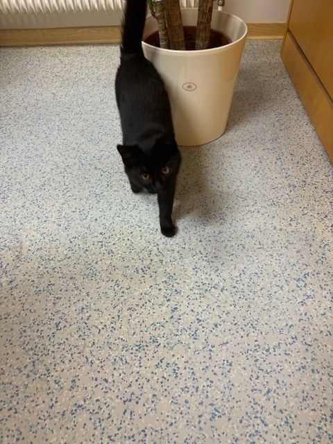 A black cat is walking on a speckled floor, near a large white pot with a plant.