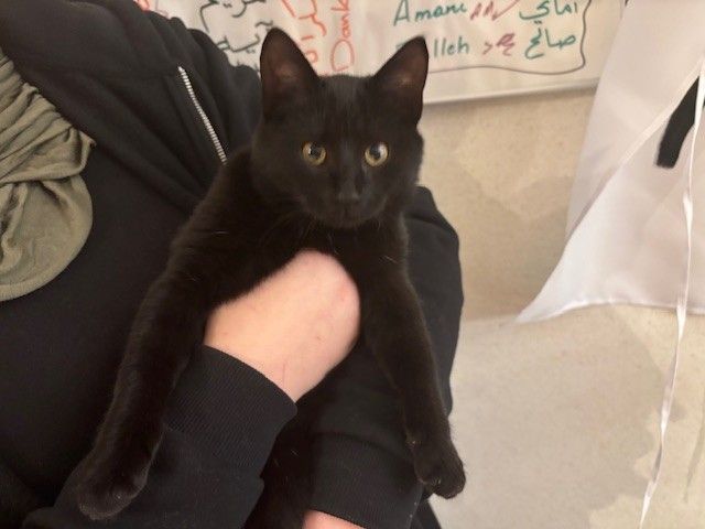 A person in black clothing holds a black cat with yellow eyes in their arms.