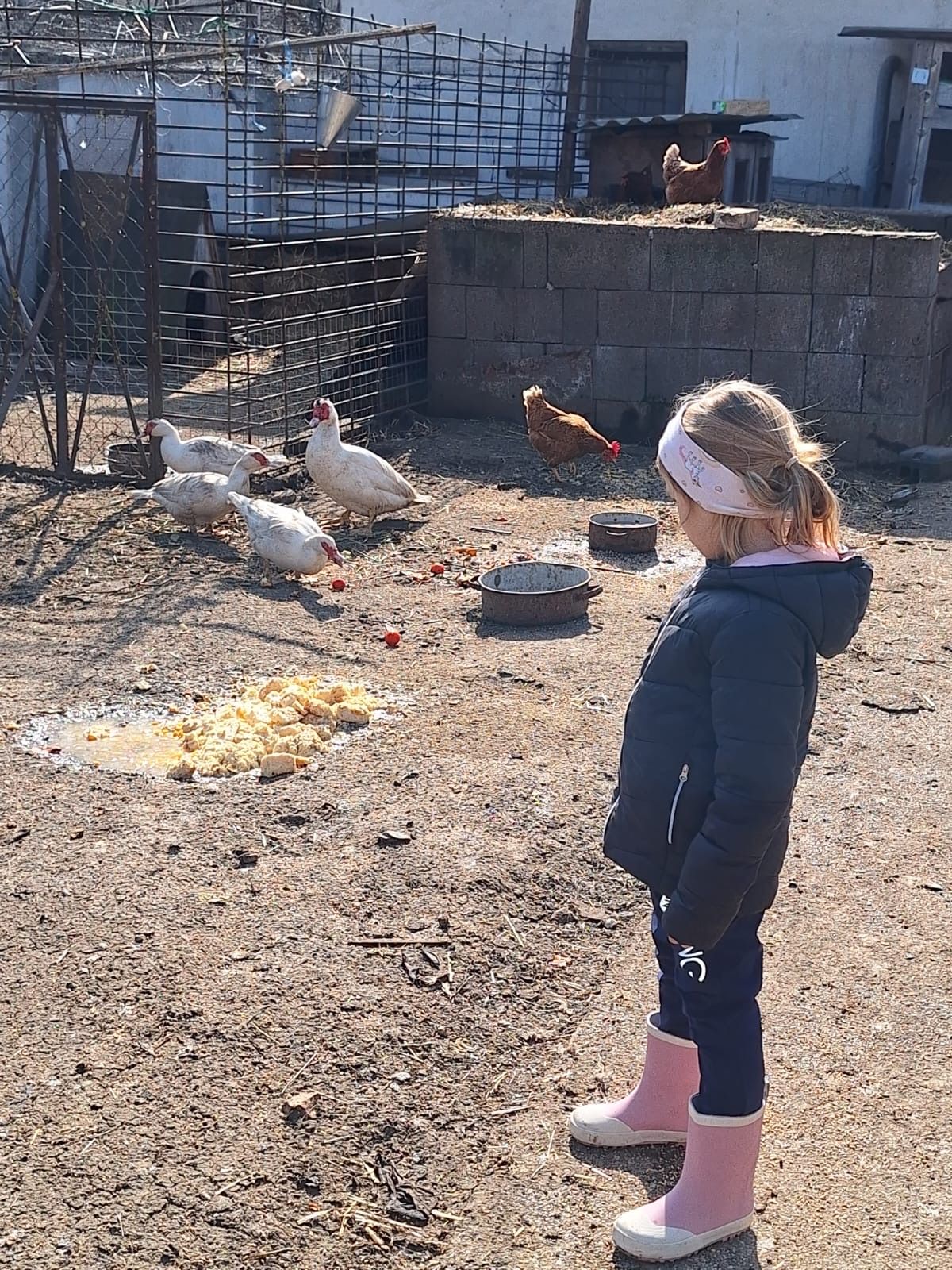 A young girl watches white and brown chickens eating outside near a wall.