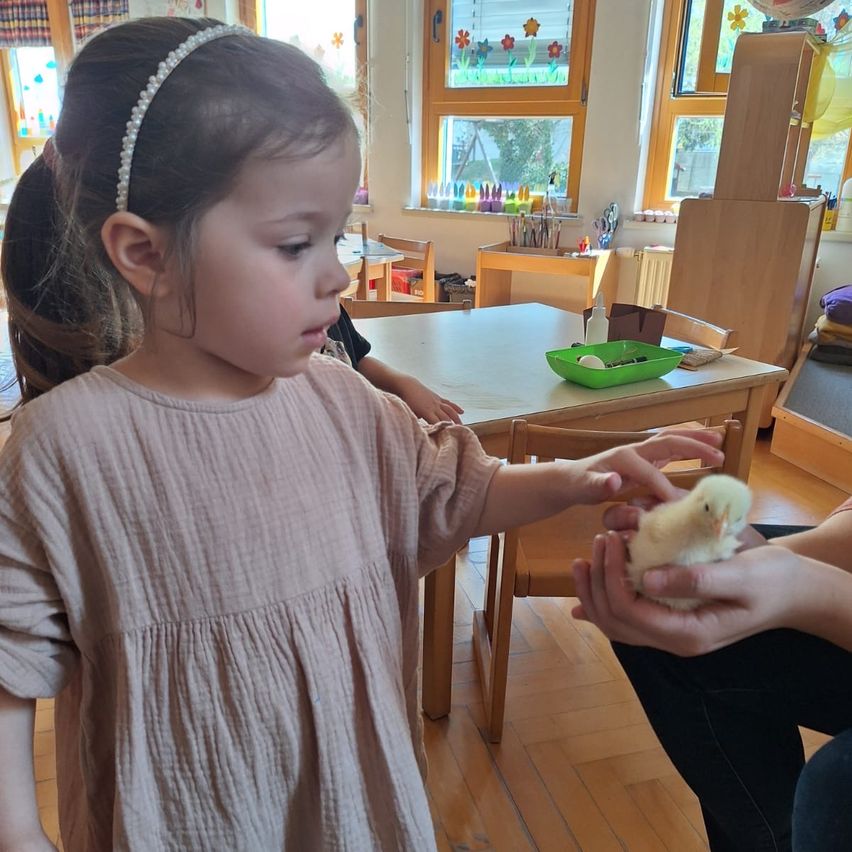A young girl in a classroom is holding a chick. She wears a pearl headband. A table with various items is behind her.