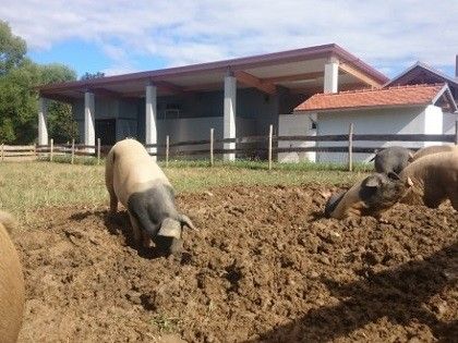 Mehrere Schweine grasen im Dreck vor einem modernen Stall mit rotem Dach. Bäume und ein Zaun sind im Hintergrund zu sehen.