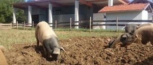 Mehrere Schweine grasen im Dreck vor einem modernen Stall mit rotem Dach. Bäume und ein Zaun sind im Hintergrund zu sehen.
