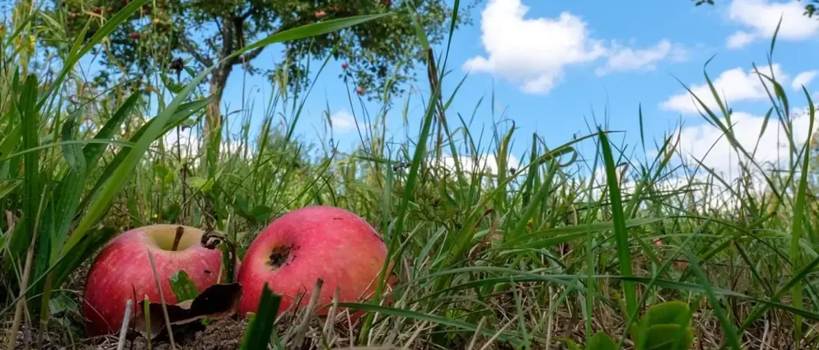 Zwei rote Äpfel liegen im Gras unter einem Apfelbaum mit vielen weiteren Äpfeln. Der Himmel ist blau mit einigen Wolken.