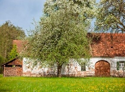 Ein altes weißes Bauernhaus mit braunem Dach und einer Holztür, umgeben von grünem Gras und blühenden Bäumen in einer ländlichen Umgebung.