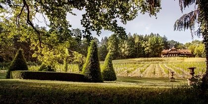 Eine ruhige Landschaft mit einem Haus in der Ferne, umgeben von Bäumen, Sträuchern und einem Weinberg unter einem klaren Himmel.