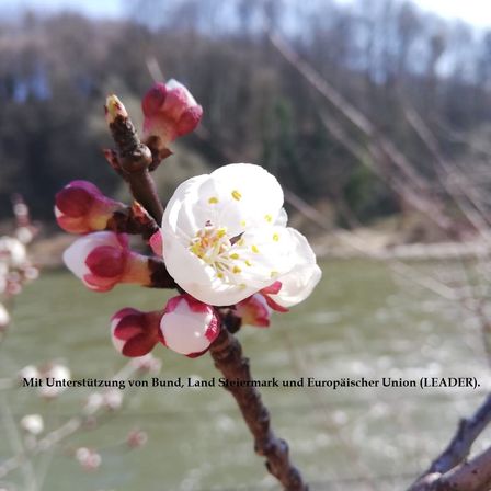 Eine Nahaufnahme von weißen Kirschblüten mit roten Blütenblättern an einem Ast vor einem verschwommenen Hintergrund eines Flusses und Bäumen. Im Hintergrund fließt Wasser.