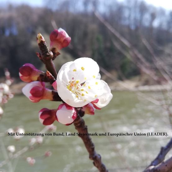 Eine Nahaufnahme von weißen Kirschblüten mit roten Blütenblättern an einem Ast vor einem verschwommenen Hintergrund eines Flusses und Bäumen. Im Hintergrund fließt Wasser.