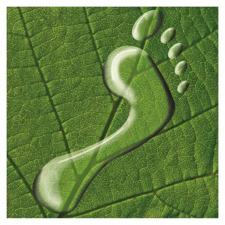 Ein Blatt mit einem durchsichtigen Fußabdruck und Wassertropfen darauf. Das Blatt ist grün.