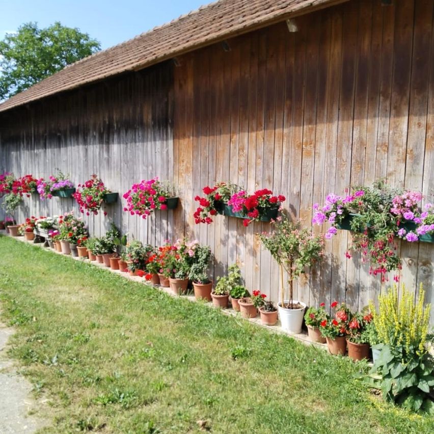 Eine Holzscheunenwand, geschmückt mit einer Reihe bunter Topfblumen, vor einer Rasenfläche.
