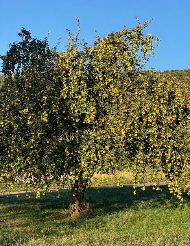 Ein Baum mit gelben Früchten, die von seinen Zweigen hängen, auf einem Feld mit einem klaren blauen Himmel im Hintergrund.