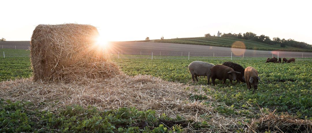 Ein Feld mit zwei Schweinen, die in der Nähe eines Heuballen grasen, während die Sonne über dem Horizont untergeht.