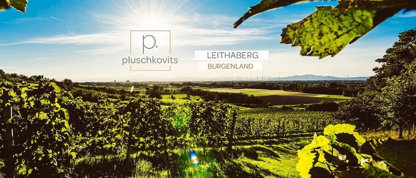 Ein Weinberg in Leithaberg, Burgenland, unter einem strahlenden Sonnenschein mit klarem blauem Himmel und sanften Hügeln im Hintergrund.