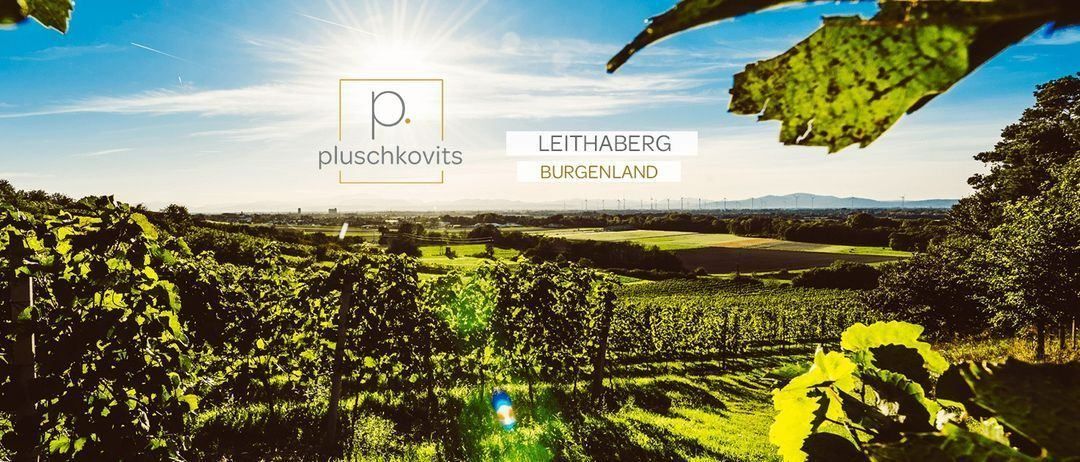 Leitherberg-Weinberg in Burgenland, Österreich, unter einem strahlend sonnigen Himmel mit üppigen grünen Bäumen und Pflanzen.