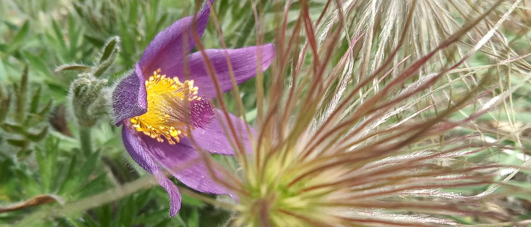 Eine Nahaufnahme einer violetten Blume mit gelben Staubblättern und grünen Blättern. Es scheint sich um eine Osterblume zu handeln, mit einem unscharfen Hintergrund aus ähnlichen Pflanzen.