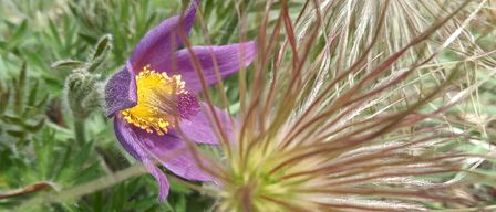 Eine Nahaufnahme einer violetten Blume mit gelben Staubblättern und grünen Blättern. Es scheint sich um eine Osterblume zu handeln, mit einem unscharfen Hintergrund aus ähnlichen Pflanzen.